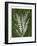 Jewel Ferns I-James Burghardt-Framed Art Print