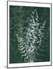 Jewel Ferns II-James Burghardt-Mounted Art Print