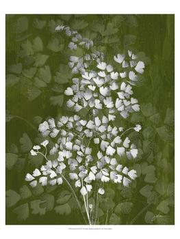 'Jewel Ferns III' Art Print - James Burghardt | Art.com