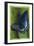 Jewel Tones-Barbara Keith-Framed Giclee Print