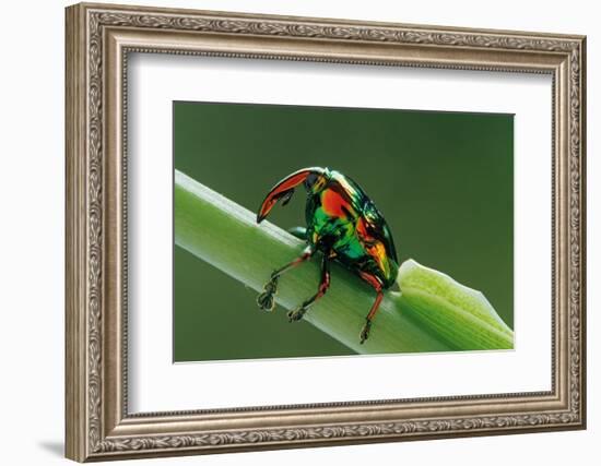 jewel weevil on stem, mexico-claudio contreras-Framed Photographic Print
