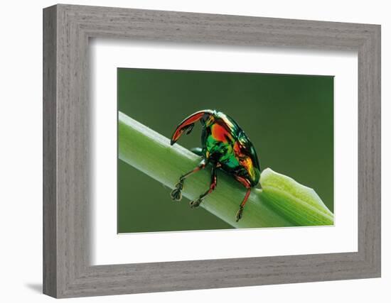 jewel weevil on stem, mexico-claudio contreras-Framed Photographic Print