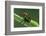 jewel weevil on stem, mexico-claudio contreras-Framed Photographic Print