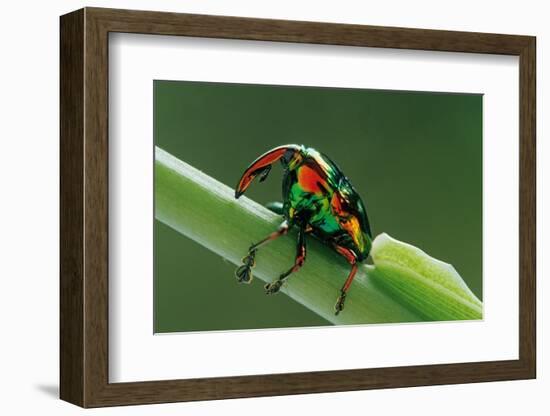 jewel weevil on stem, mexico-claudio contreras-Framed Photographic Print