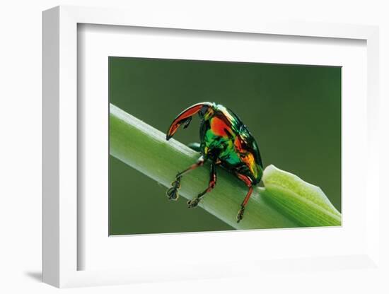 jewel weevil on stem, mexico-claudio contreras-Framed Photographic Print