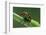 jewel weevil on stem, mexico-claudio contreras-Framed Photographic Print