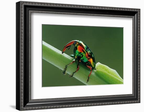 jewel weevil on stem, mexico-claudio contreras-Framed Photographic Print