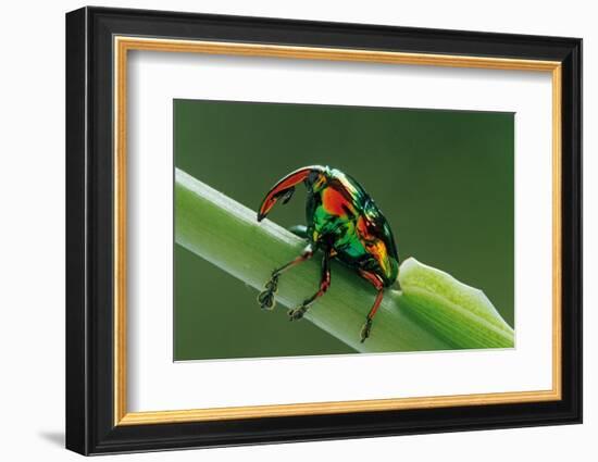 jewel weevil on stem, mexico-claudio contreras-Framed Photographic Print