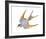 Jeweled Barn Swallow II-Jacob Green-Framed Art Print