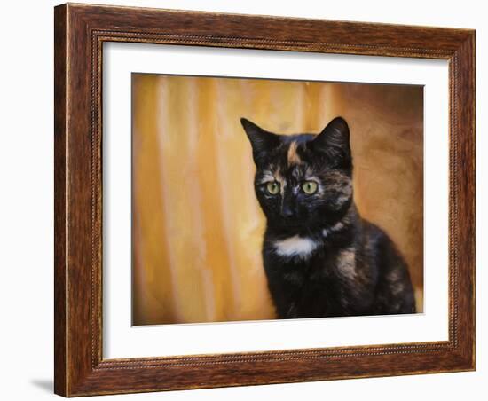 Jeweled Eyes Tortoiseshell Kitten-Jai Johnson-Framed Giclee Print