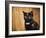 Jeweled Eyes Tortoiseshell Kitten-Jai Johnson-Framed Giclee Print