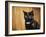 Jeweled Eyes Tortoiseshell Kitten-Jai Johnson-Framed Giclee Print