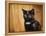 Jeweled Eyes Tortoiseshell Kitten-Jai Johnson-Framed Premier Image Canvas