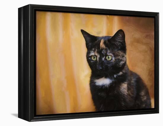 Jeweled Eyes Tortoiseshell Kitten-Jai Johnson-Framed Premier Image Canvas