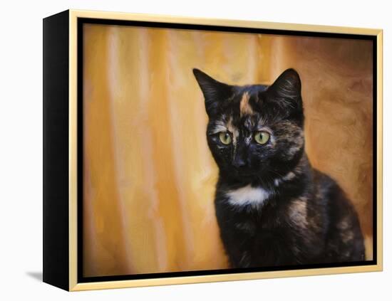 Jeweled Eyes Tortoiseshell Kitten-Jai Johnson-Framed Premier Image Canvas