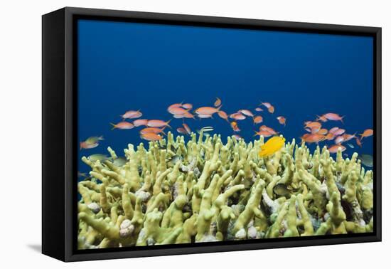 Jewels-Flag Perches in the Reef, Pseudanthias Squamipinnis, Russell Islands, the Solomon Islands-Reinhard Dirscherl-Framed Premier Image Canvas