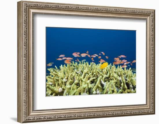 Jewels-Flag Perches in the Reef, Pseudanthias Squamipinnis, Russell Islands, the Solomon Islands-Reinhard Dirscherl-Framed Photographic Print