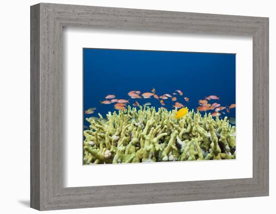 Jewels-Flag Perches in the Reef, Pseudanthias Squamipinnis, Russell Islands, the Solomon Islands-Reinhard Dirscherl-Framed Photographic Print