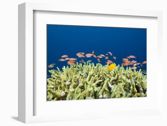 Jewels-Flag Perches in the Reef, Pseudanthias Squamipinnis, Russell Islands, the Solomon Islands-Reinhard Dirscherl-Framed Photographic Print