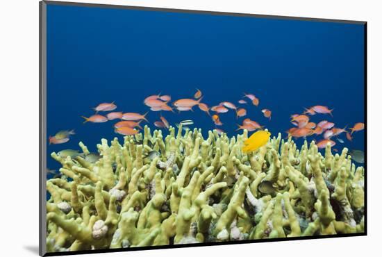 Jewels-Flag Perches in the Reef, Pseudanthias Squamipinnis, Russell Islands, the Solomon Islands-Reinhard Dirscherl-Mounted Photographic Print