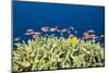 Jewels-Flag Perches in the Reef, Pseudanthias Squamipinnis, Russell Islands, the Solomon Islands-Reinhard Dirscherl-Mounted Photographic Print