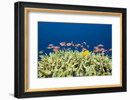 Jewels-Flag Perches in the Reef, Pseudanthias Squamipinnis, Russell Islands, the Solomon Islands-Reinhard Dirscherl-Framed Photographic Print