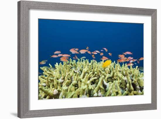 Jewels-Flag Perches in the Reef, Pseudanthias Squamipinnis, Russell Islands, the Solomon Islands-Reinhard Dirscherl-Framed Photographic Print