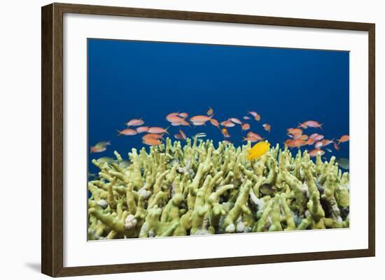 Jewels-Flag Perches in the Reef, Pseudanthias Squamipinnis, Russell Islands, the Solomon Islands-Reinhard Dirscherl-Framed Photographic Print