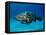 Jewfish with Sharksucker Under It-Mike Mesgleski-Framed Premier Image Canvas