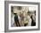 Jewish Bar Mitzvah Ceremony at the Western Wall (Wailing Wall), Jerusalem, Israel, Middle East-S Friberg-Framed Photographic Print