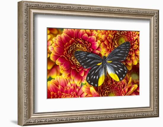 Jezebels Butterfly, Delias Species in the Pieridae Family-Darrell Gulin-Framed Photographic Print