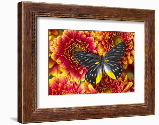 Jezebels Butterfly, Delias Species in the Pieridae Family-Darrell Gulin-Framed Photographic Print