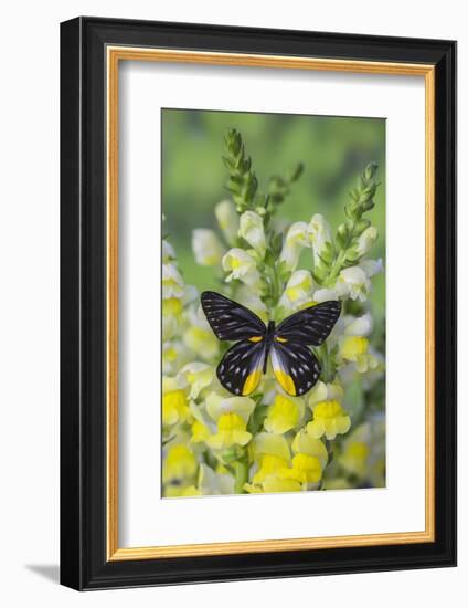 Jezebels Butterfly, Delias Species in the Pieridae Family-Darrell Gulin-Framed Photographic Print