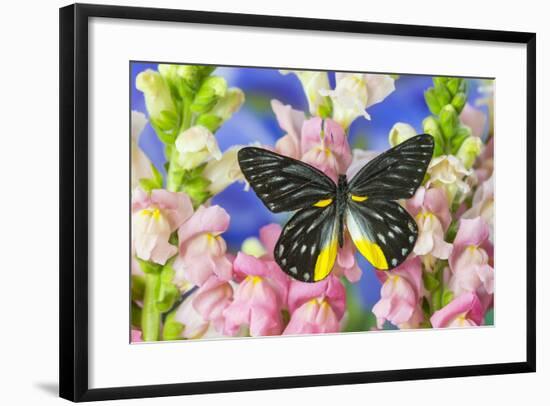 Jezebels Butterfly, Delias Species in the Pieridae Family-Darrell Gulin-Framed Photographic Print