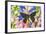 Jezebels Butterfly, Delias Species in the Pieridae Family-Darrell Gulin-Framed Photographic Print