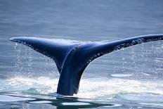 Humpback Whale Tail-JHVEPhoto-Framed Photographic Print