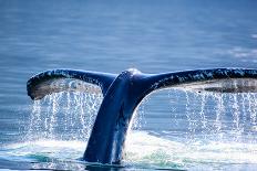 Humpback Whale Tail-JHVEPhoto-Framed Photographic Print