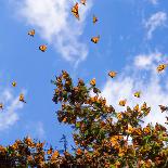 Monarch Butterflies on Tree Branch in Blue Sky Background, Michoacan, Mexico-JHVEPhoto-Framed Photographic Print