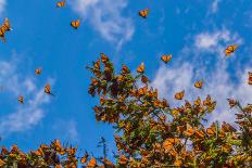 Monarch Butterflies on Tree Branch in Blue Sky Background, Michoacan, Mexico-JHVEPhoto-Framed Photographic Print