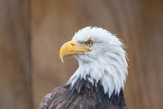 Portrait of a Bald Eagle-JHVEPhoto-Premier Image Canvas