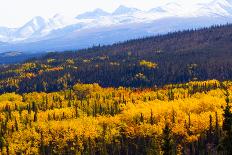 Yellow Birch Leaf on Blue Mountain Background-JHVEPhoto-Photographic Print