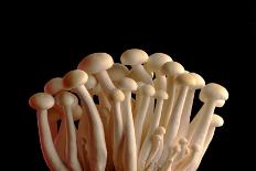 Mushrooms Isolate on Black Background-Jie Xu-Photographic Print