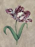 Tulips II-Jill Deveraux-Art Print