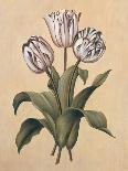 Tulips II-Jill Deveraux-Art Print