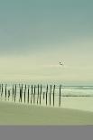 Wooden Pier Piles on Beach-Jill Ferry Photography-Photographic Print