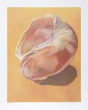 Striated Shell-Jill O'Connell-Limited Edition