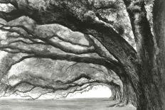 Oak Alley-Jill Tishman-Mounted Giclee Print