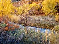 Tamarack Reflections-Jim Becia-Photographic Print