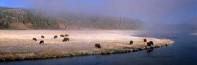 Bison Along the Firehole-Jim Becia-Photographic Print