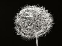 Dandelion 2-Jim Christensen-Photographic Print